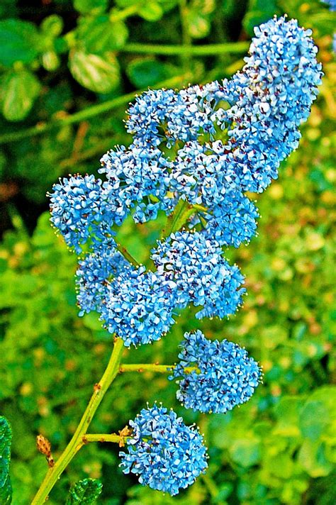 blue spinach.